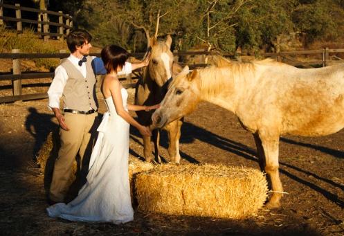 bridegroomhorses